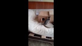 Two naughty kittens (brother and sister) playing in and out of the box