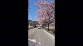 The longest and most beautiful cherry blossom road in Korea