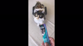 Meet the disabled MERMAID CAT who has become an internet star – after moggy was shot in head and left for dead Part Two
