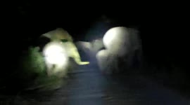 Elephant herd strays into locality in eastern India