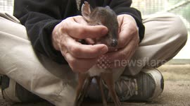 You Have to Be Very Delicate When Taking Care of This Adorable Baby Royal Antelope