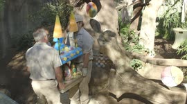 See The Amazing Treats That This Panda Cub got For His Birthday Cake