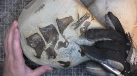 Fossil hunter exposes a 12-million-year-old mystery fossil with shark bite marks