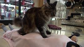 Chubby cat named 'Mammoth' gives customers massages at cafe in Thailand