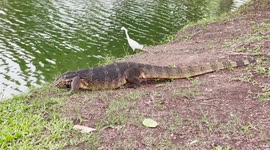 Monitor lizard wanders casually through Bangkok park