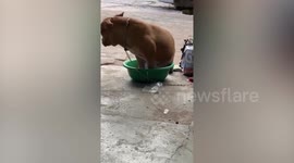 Dog breaks tiny plastic basin trying to fit body in it