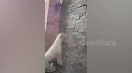 Clever pet dog does morning exercise routine by jumping on wall