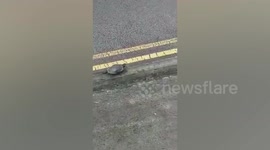 Delivery rider saves lost turtle crossing road in Singapore