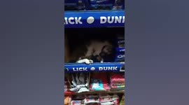 Lazy stray cat sleeps on grocery store shelf