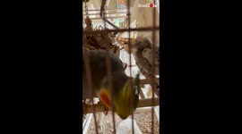 'Playful cockatiel treats owner to a game of peekaboo *CUTENESS OVERLOADED*
'
