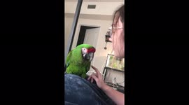 'This video of an observant macaw mimicking her owner is CUTENESS GOALS'