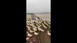 Vietnamese farmer calls 10,000 ducks over at feeding time