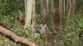 Adorable videos show baby orangutans learning SURVIVAL SKILLS before release in the wild