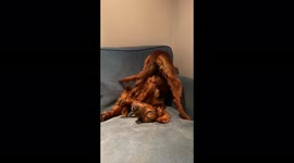 Is this the most flexible dog ever?! Cute Irish Setter dog gets into an upside down dog yoga pose with wagging tail