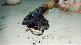 Indian vets battle to save deadly cobra covered in molten coal tar