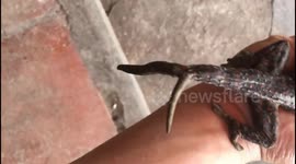 The strange gecko has two tails in Vietnam