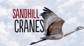 The serene and scarce sand crane