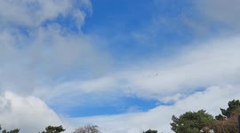 Rare birds Red kites flying over Harrogate North Yorkshire