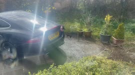 Crazy blackbird attacks re-election in exhaust