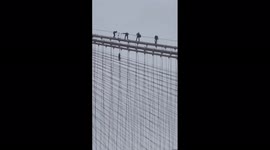 Man climbs New York's Brooklyn Bridge, causes traffic, later gets rescued, taken into custody
