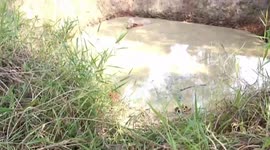 Albino cow rescued from slaughterhouse nearly drowns after falling into fish pond in Thailand