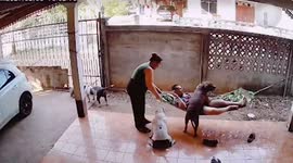 Pet lover falls off hammock when four dogs try to climb up with him