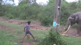 careless peoples giving foods to wild animals and try to kill them