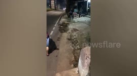 Brave youngsters pull trapped python out of drain in Indonesia