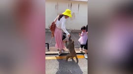 Monkey snatches snacks out of woman's hand in southern China