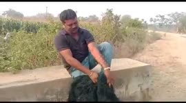 Watch - Fed-up with a monkey menace , farmer patrols his farm in sloth bear attire