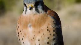 The tiny falcon with huge vision range
