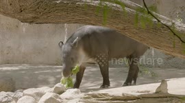 The unusual and fascinating tapir