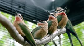 These honeybee eating birds don't care about getting stung
