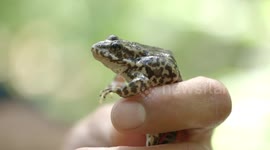 The journey to avoid extinction for the yellow-legged frog