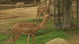 Giraffe gazelle are a big hit