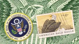 Learn all about the varied North American eagle species