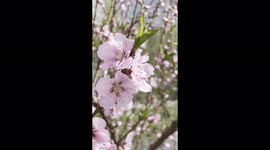 Cherry Blossom in Pakistan
