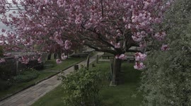 Belford Cherry blossom in bloom