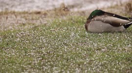 April hail storm rolls of the duck's back in  dayton ohio usa.