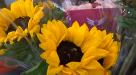 Spectacular sunflowers on sale outside St Mary Abbots church in Londons Kensington