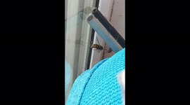 Nature is amazing! A Wasp is fighting a losing battle after it flew into a spider's web and is slowly being cocooned.