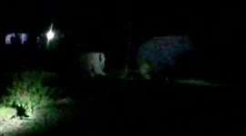 Locals panic as elephant herd enters village in eastern India