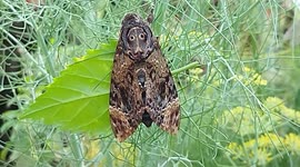 Moth resembling like an Alien found in South India