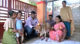 Indian family give dwarf cow ceremony to celebrate its pregnancy
