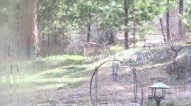 Rare antlered white-tailed deer on 9 April 2022 located in Council, Idaho