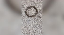 Bizarre circle of worms swirl on the ground