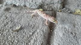 a very tender lizard in my garden sunbathing She is very serious