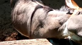 donkey on the farm eating well. people feed it grass. very smart donkey..