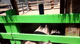 two donkeys on the farm eating well. people feed it grass donkeys are very smart