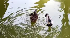 mother duck with her son duck enjoying the weather on a sunny day